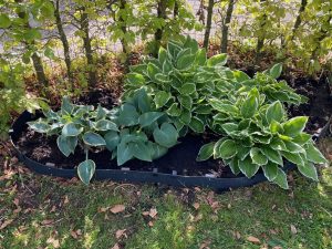 Tuin hostas